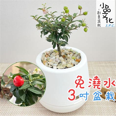 李氏櫻桃風水|小品盆栽【李氏櫻桃】 植物介紹...